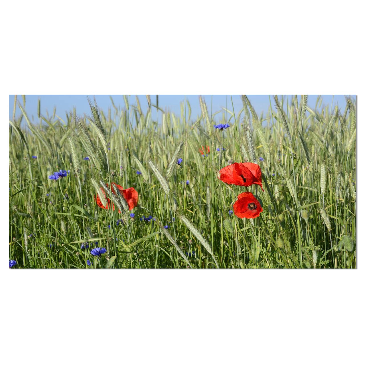 Designart - Rural Landscape with Red Poppies - Large Landscape Canvas Art